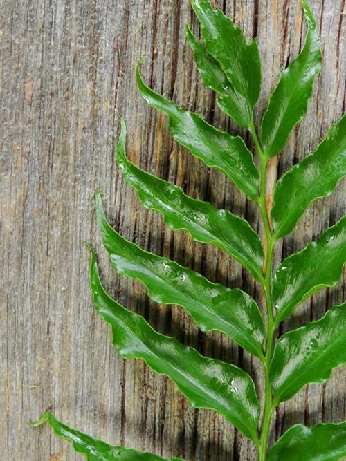 Holly Fern Greens